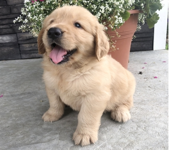 comprar cachorros sanos, baratos y asequibles para la venta